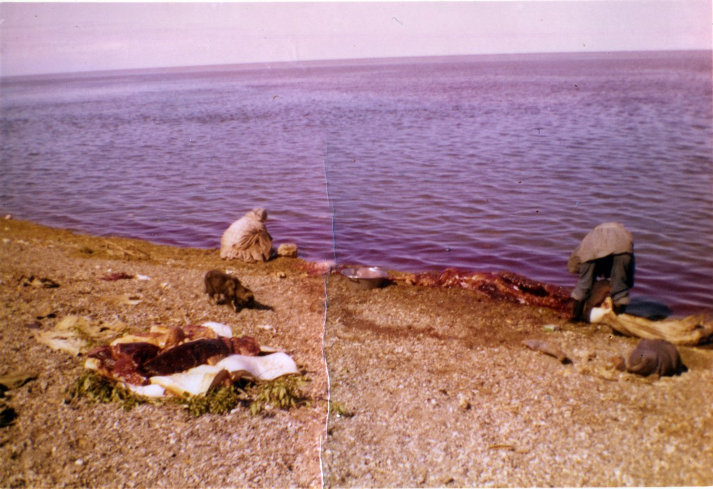 Kotzebue 1958 Butchering Seal