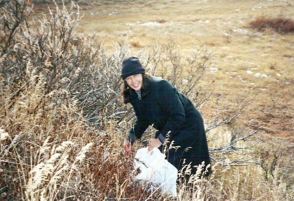 gathering tea in arctic